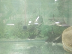 Pangasius sanitwongsei