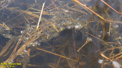 Bufo sachalinensis