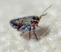 Psyllinae