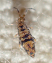 Entomobrya suzannae