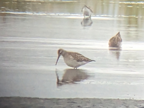 Correlimos zancolín (Calidris himantopus)