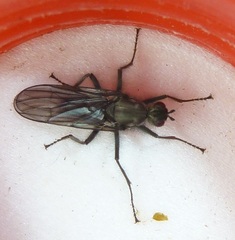 Oedoparena glauca