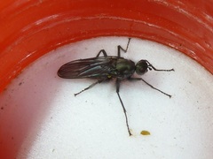 Oedoparena glauca