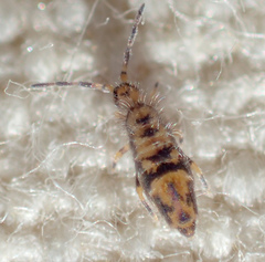 Entomobrya suzannae
