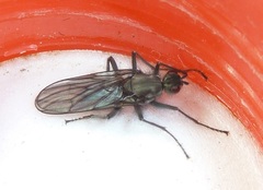 Oedoparena glauca