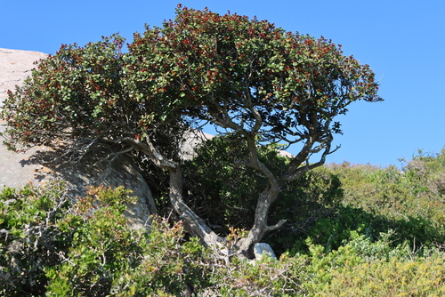 Image of Maurocenia frangula by (c) Tony Rebelo, some rights reserved (CC BY-SA)