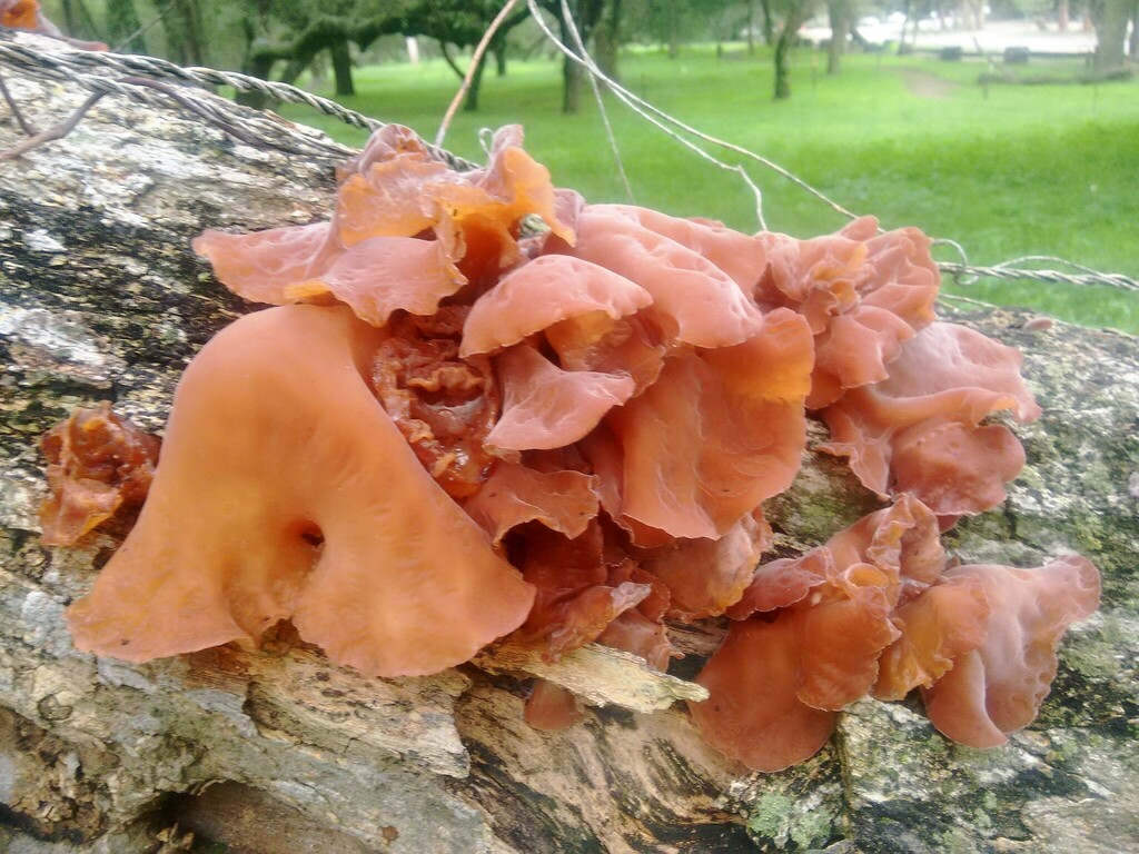 Auricularia fuscosuccinea · May 2018 · photo: © rebecaquetglas (iNaturalist, cc0)