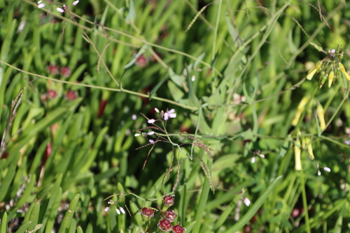 Image of Heliophila amplexicaulis by (c) Tony Rebelo, some rights reserved (CC BY-SA)