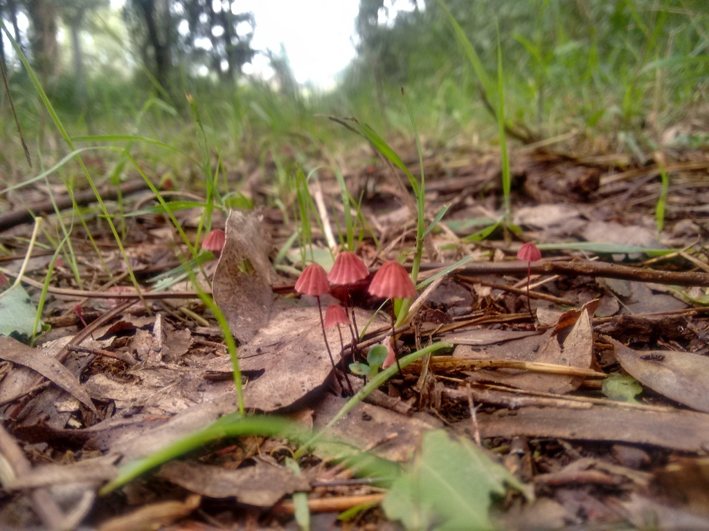 Marasmius haematocephalus · May 2018 · photo: © rebecaquetglas (iNaturalist, cc0)