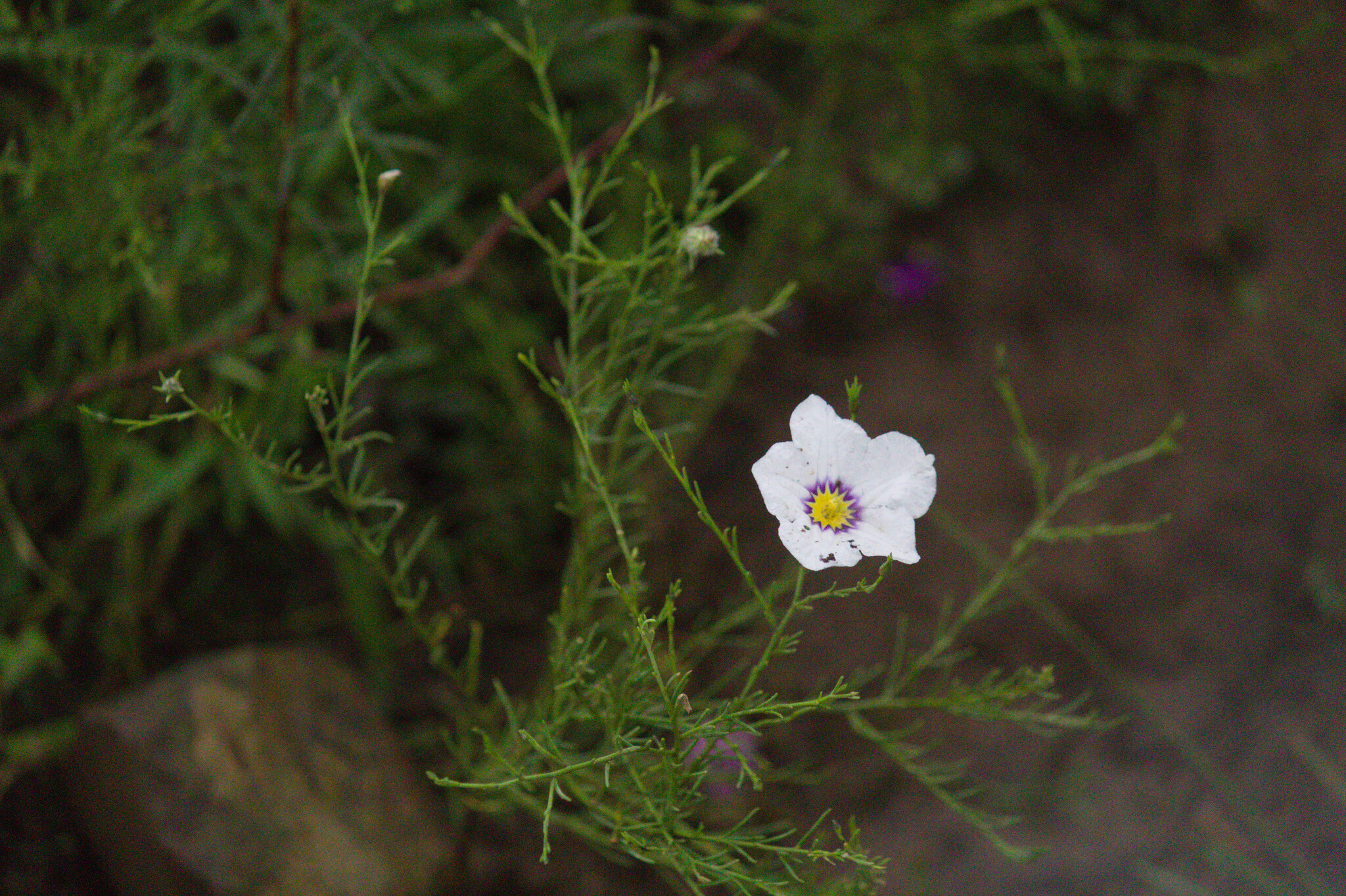 Nierembergia linariifolia