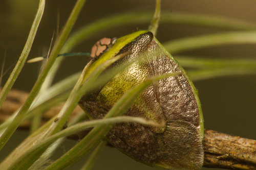 Kermana fucosa