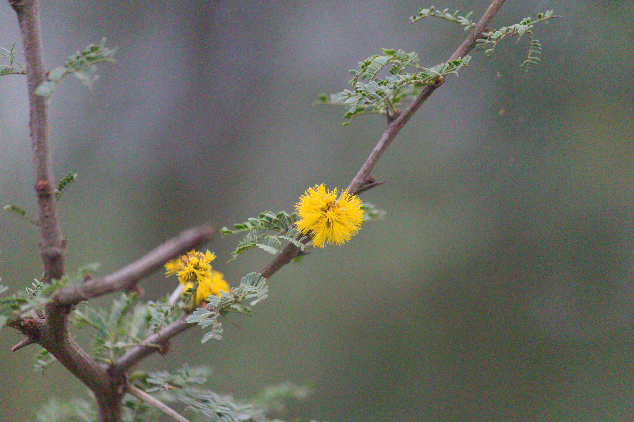 Vachellia caven