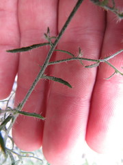 Johnstonella racemosa