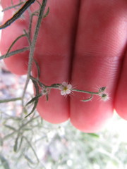 Johnstonella racemosa