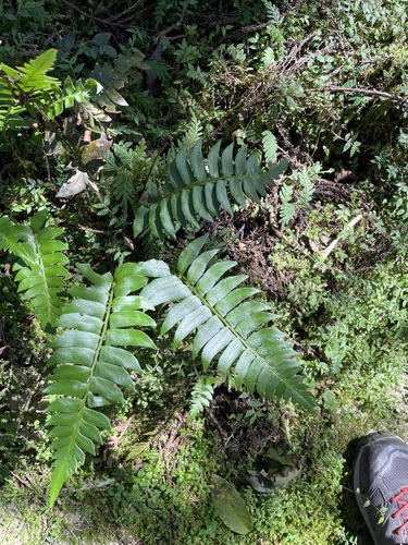 Polystichum lepidocaulon iNat (2)