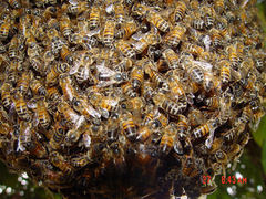 Apis mellifera