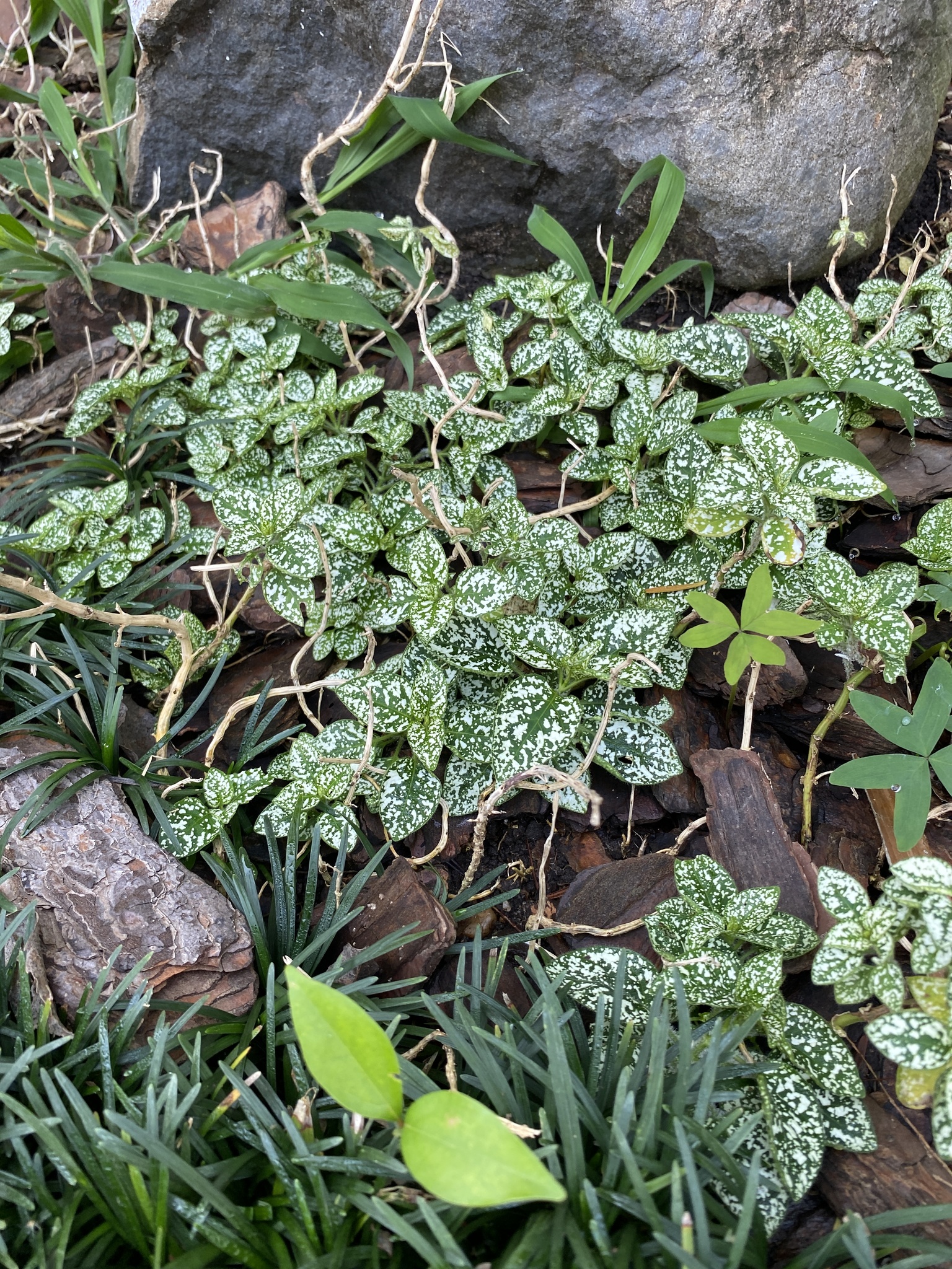 Hypoestes phyllostachya