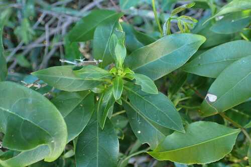 Barleria delagoensis, photograph 2