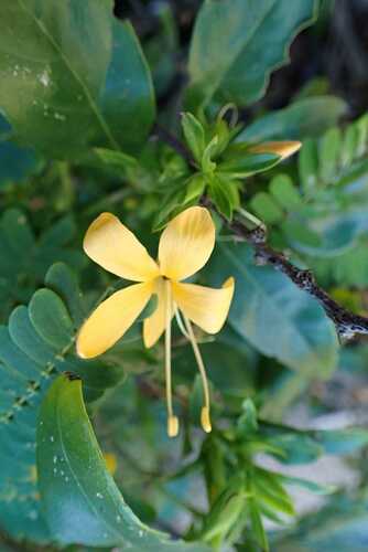 Barleria delagoensis, photograph 3