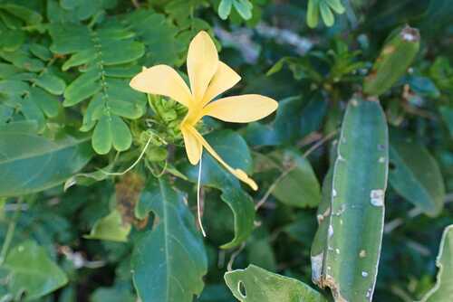 Barleria delagoensis