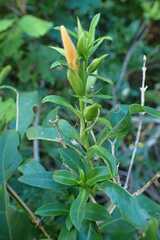 Barleria delagoensis, photograph author not stated, no rights reserved