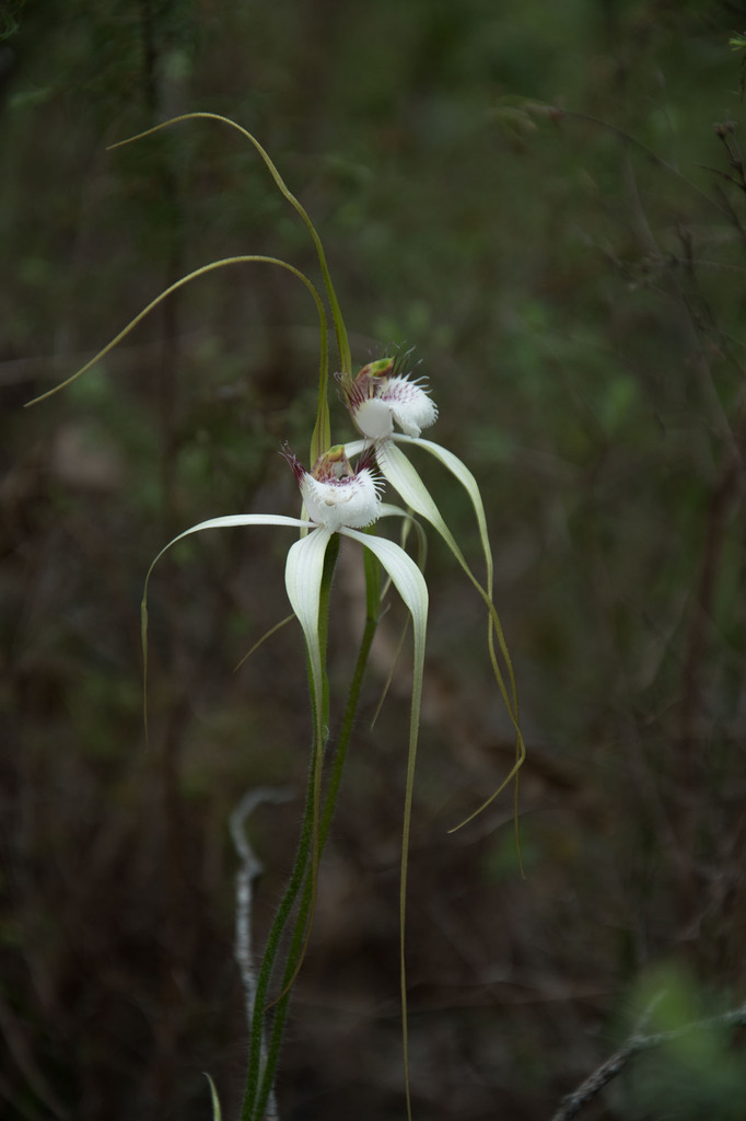 Caladenia speciosa