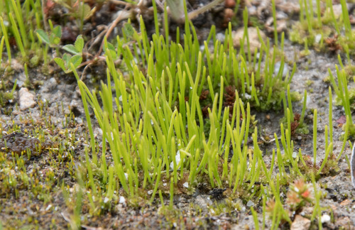 Dotted Hornwort (Anthoceros punctatus)
