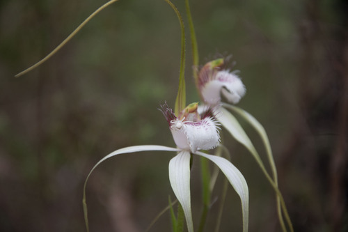 Image of Caladenia speciosa by (c) Em Lamond, some rights reserved (CC BY)