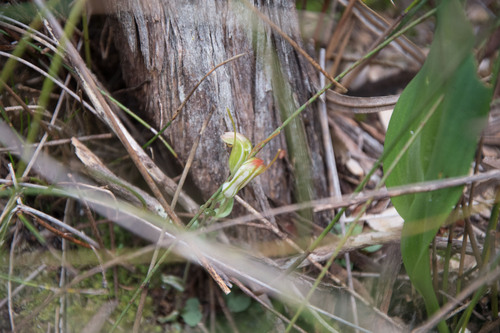 Image of Pterostylis erubescens by (c) Em Lamond, some rights reserved (CC BY)