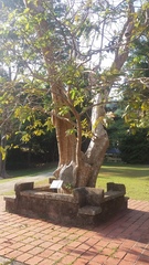 Lagerstroemia floribunda