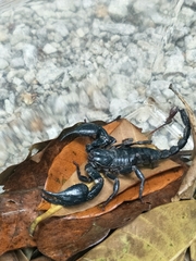Heterometrus spinifer