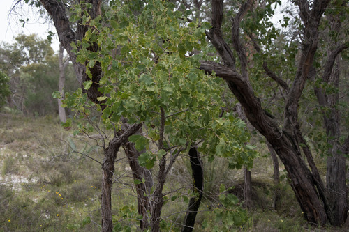 Image of Xylomelum occidentale by (c) Em Lamond, some rights reserved (CC BY)