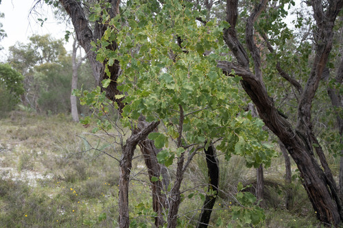 Image of Xylomelum occidentale by (c) Em Lamond, some rights reserved (CC BY)