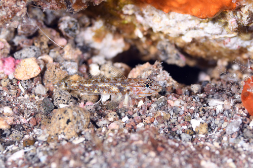 Bartail goby (Coryphopterus thrix) — Gobiidae — 4