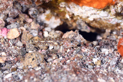Bartail Goby photo 5