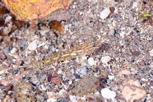 Bartail goby (Coryphopterus thrix) — Gobiidae — 3