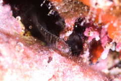Semiscaled Goby photo 3