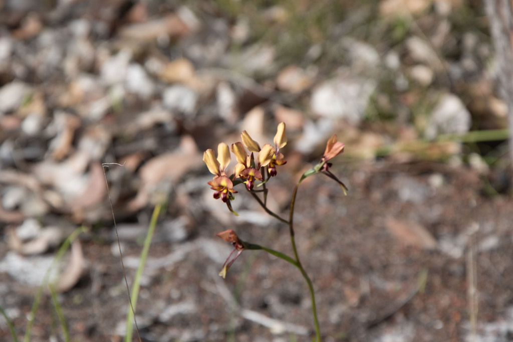 Diuris porphyrochila