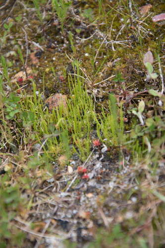 Image of Dotted Hornwort (Anthoceros punctatus) by (c) Em Lamond, some rights reserved (CC BY)