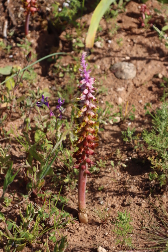 Lachenalia mutabilis