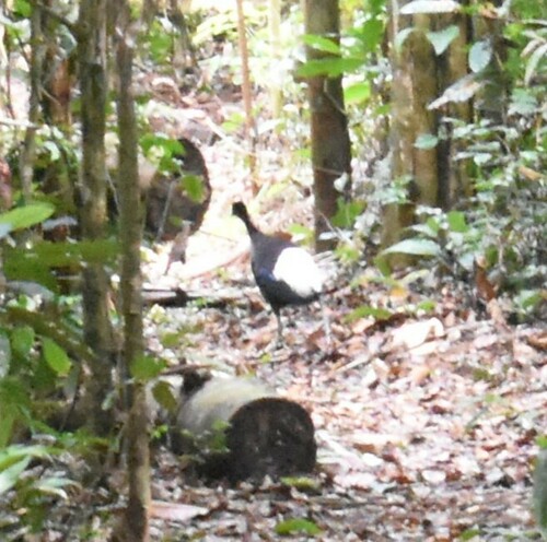 Pale-winged Trumpeter (Psophia leucoptera), photo 5