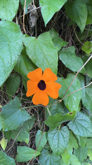 Thunbergia alata image