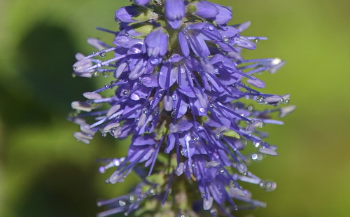 Veronica subsessilis iNat (1)