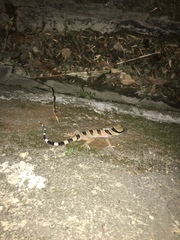 Cyrtodactylus pulchellus