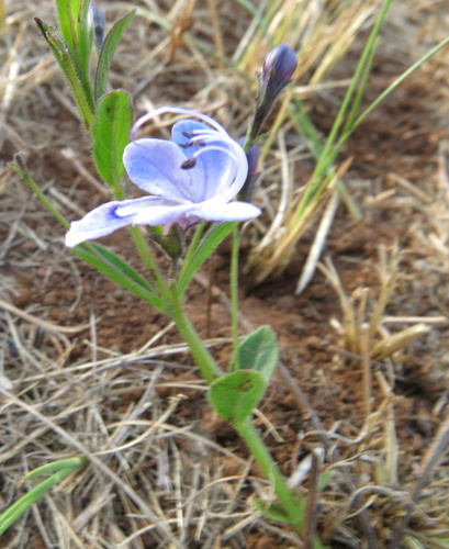Butterfly Bush (Rotheca hirsuta)