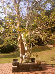 Lagerstroemia floribunda