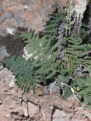 Myriopteris intertexta