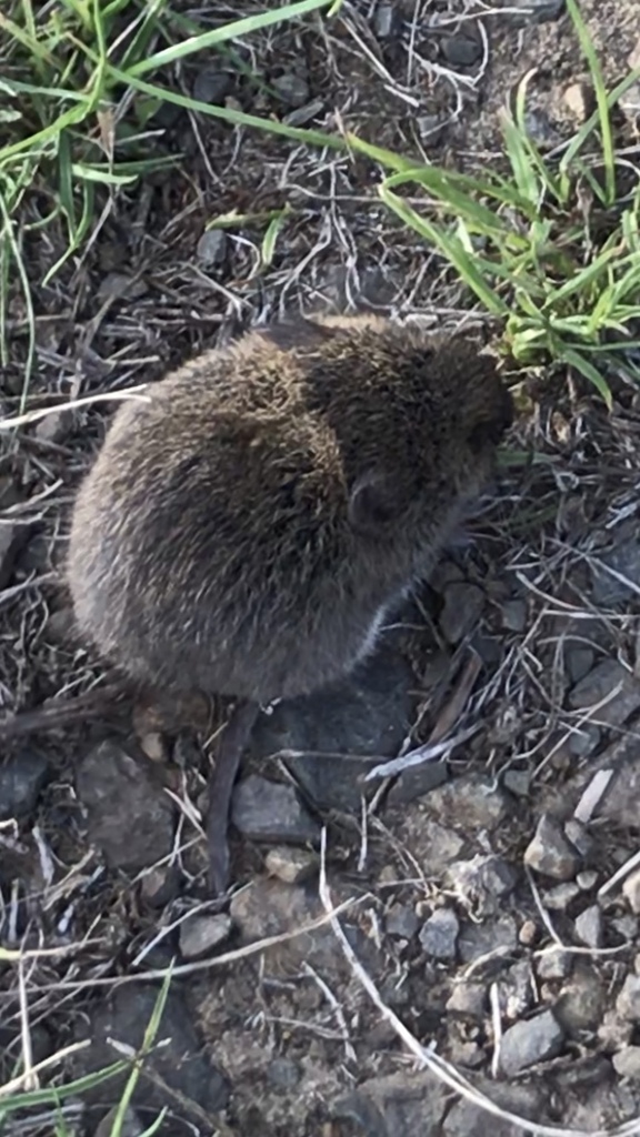 Creeping Vole