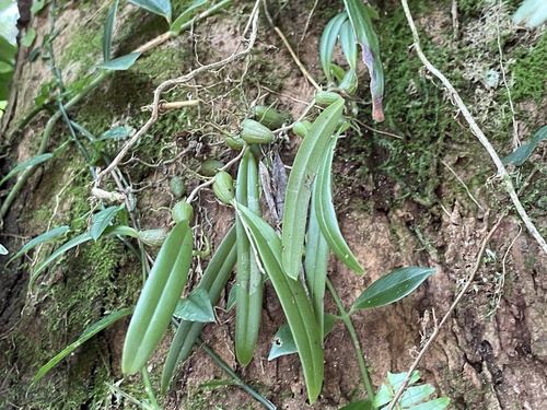 Bulbophyllum japonicum iNat (1)