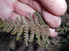 Myriopteris intertexta